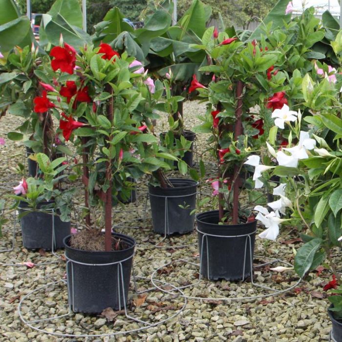 15 Gallon TopHat® Container Stabilizer
